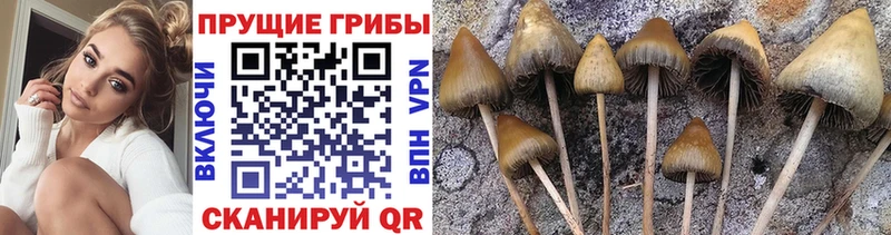цены наркотик  Анадырь  Псилоцибиновые грибы Magic Shrooms 